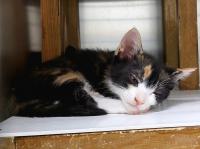 三毛猫寝ている