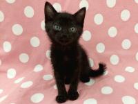黒猫正面