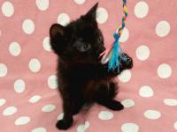 黒猫おもちゃで遊んでいる