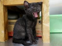 黒猫あくびしている