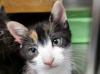 三毛猫顔アップ