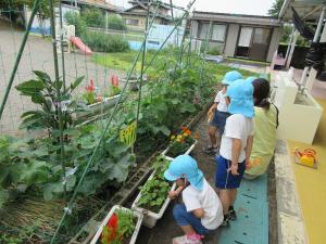 野菜の収穫1
