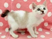 シャム柄猫右側面