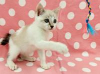 シャム柄猫遊んでいる