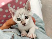 シャム柄猫かわいい