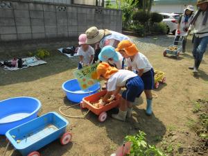 じゃがいも掘り4