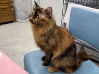 長毛サビ猫左