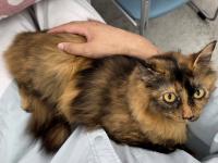 サビ長毛猫膝上
