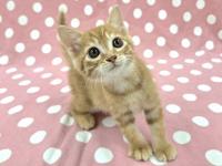 茶トラ猫正面