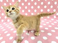 かわいい