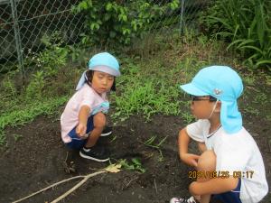 蝶々のお墓