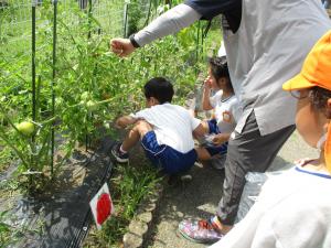 夏野菜の収穫②