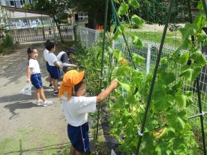 夏野菜の収穫③