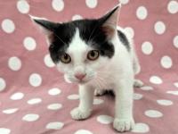 白黒猫正面