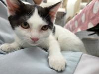 白黒猫膝上