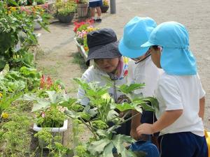 野菜の世話