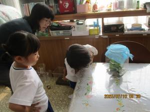 アゲハの幼虫