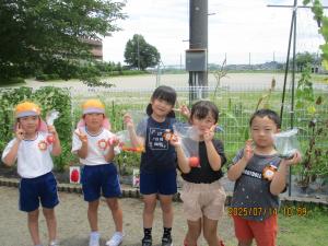 夏野菜の収穫年長