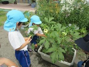 野菜の収穫3