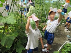 野菜の収穫4