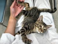 キジ猫膝上