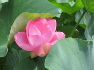 開花1日目の大賀蓮の写真