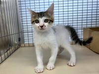 白キジ猫正面
