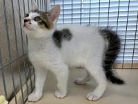 白キジ猫右側面