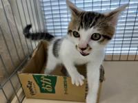 白キジ猫にゃー
