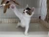 白キジ猫おもちゃで遊んでいる