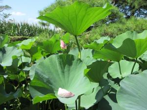 大賀蓮のつぼみと散った花びらの写真