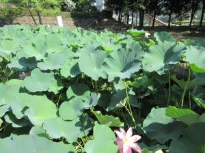 大賀蓮の葉が茂っている写真