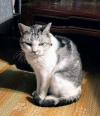 黒白の猫正面の写真