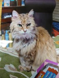 長毛猫正面写真1