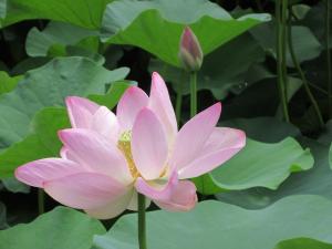 昼、花びらを閉じかけている大賀蓮