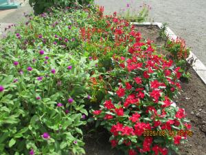 花壇⑤