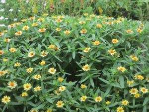 夏の花①