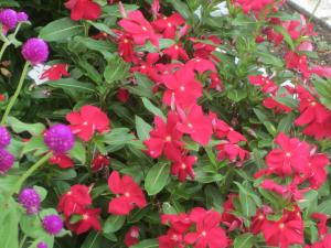 夏の花②