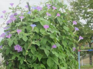 夏の花④