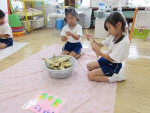 とうもろこしの収穫1