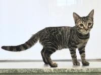 キジ猫右側面