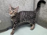 キジ猫左側面
