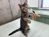 キジ猫遊んでいる