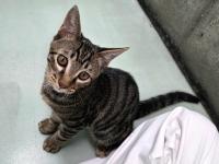 キジ猫見上げている