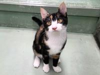 三毛猫正面