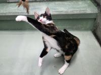 三毛猫遊んでいる