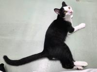 黒白猫右側面