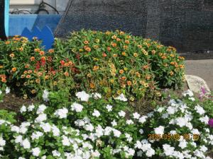 夏の花(2)