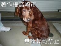 レトリバー系雑種正面写真