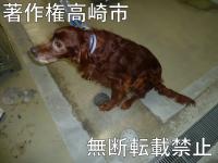 レトリバー系雑種全体写真